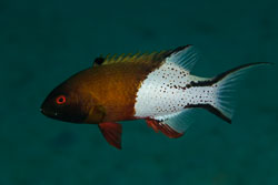 BD-150224-Ras-Mohammed-6544-Bodianus-anthioides-(Bennett.-1832)-[Lyretail-hogfish].jpg